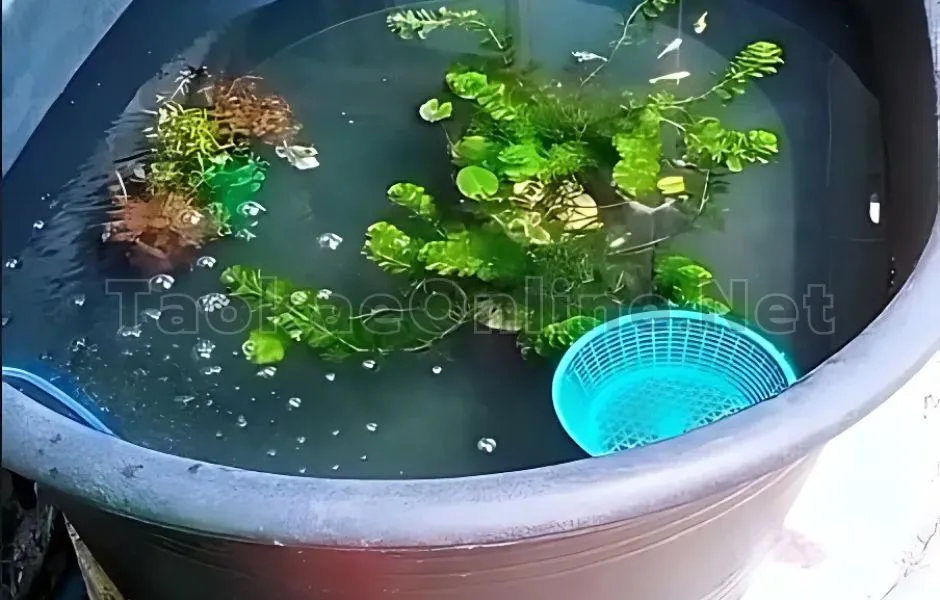 อ่างเปล