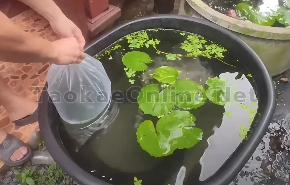 อ่างเปล