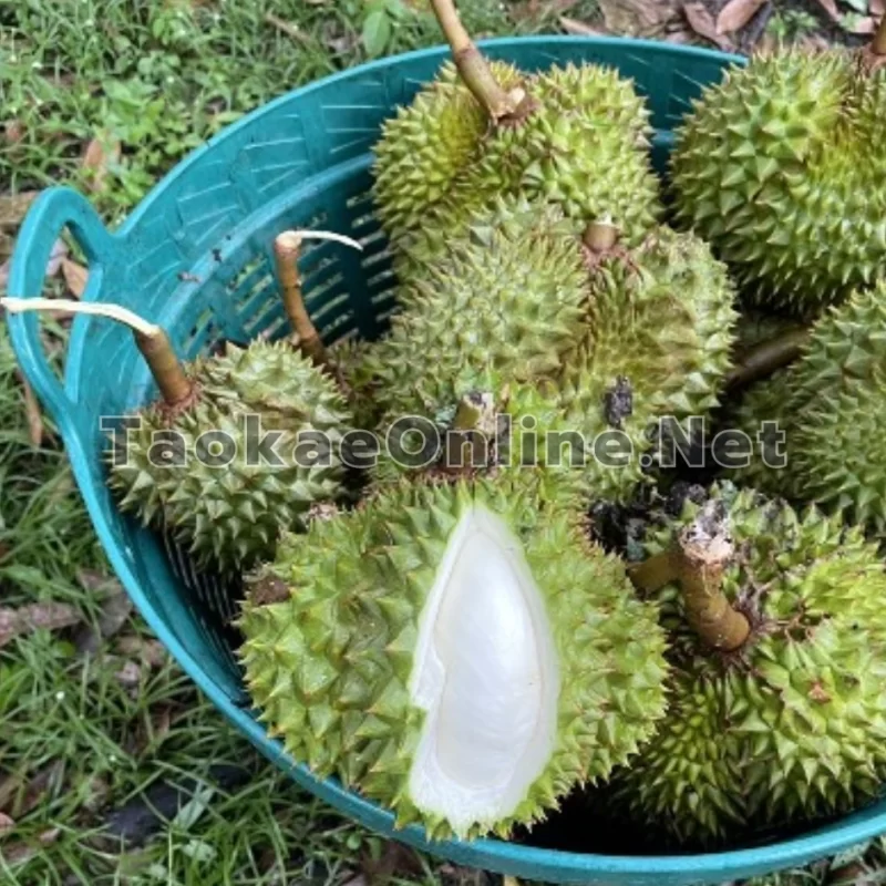 เข่งพลาสติก