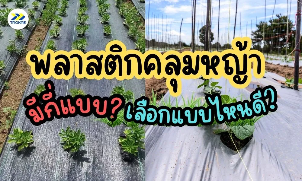 พลาสติกคลุมหญ้า