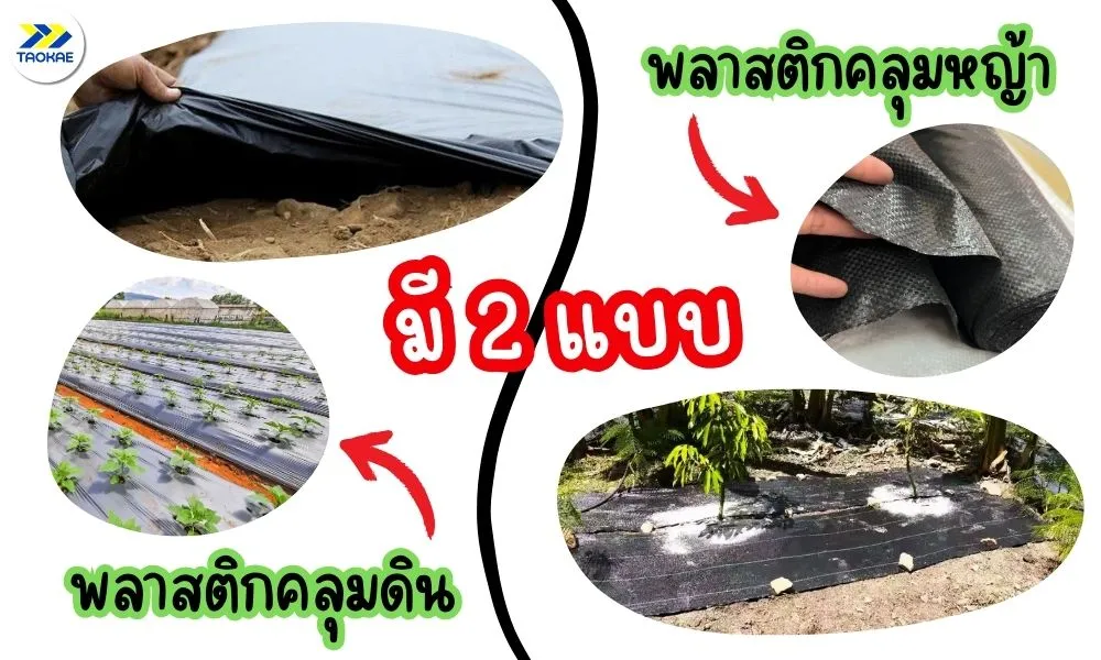 พลาสติกคลุมหญ้ามี2แบบ